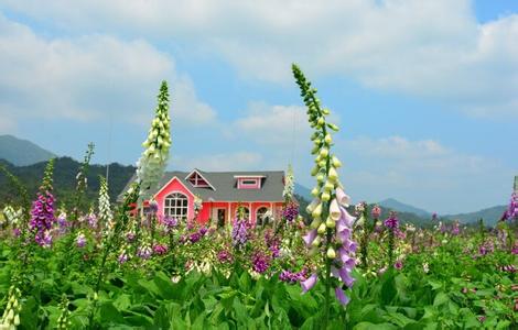 那里花开3.jpg