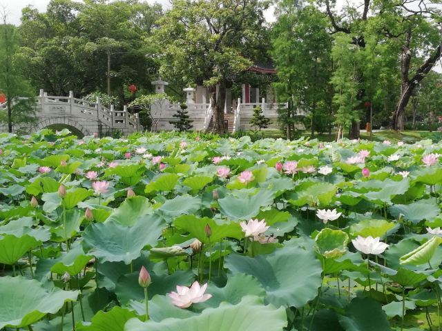 西湖惠州.jpg